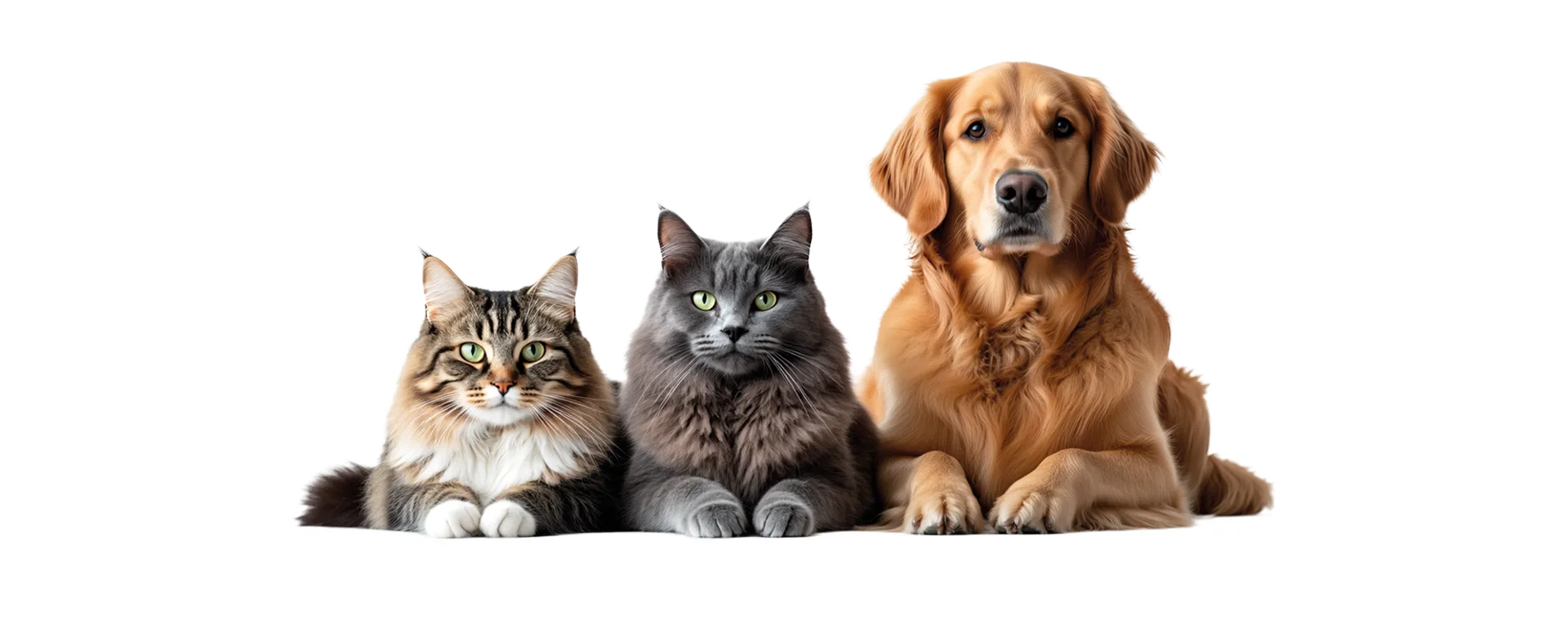 Cuddy ile mutlu kedi ve köpekler